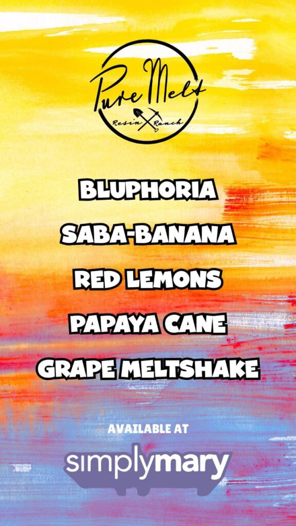 Pure Melt Christmas Day solventless cannabis flavors release with festive packaging and terpene-rich concentrates