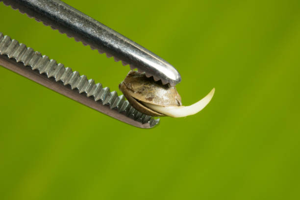 Serge Cannabis Seeds Review – Premium feminized, autoflower, and regular strains including RS11 and Breeding Grounds collaborations