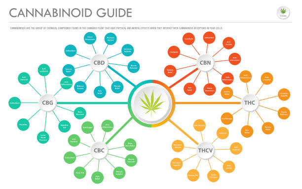 CANNABINIOD GUIDE SIMPLY MARY