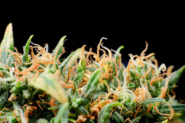 Exotic Indoor THCa Flower: