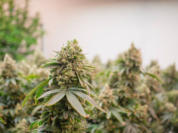 Shop by Category THCA Flower – Pure Cannabis Experience at SimplyMaryTHCA.com