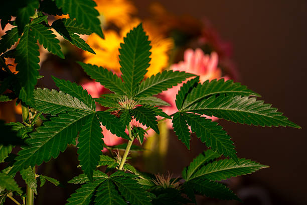 best place to buy THCa flower online