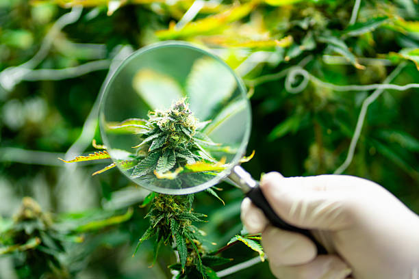 Premium THCA Flower Collection – SimplyMaryTHCA.com”