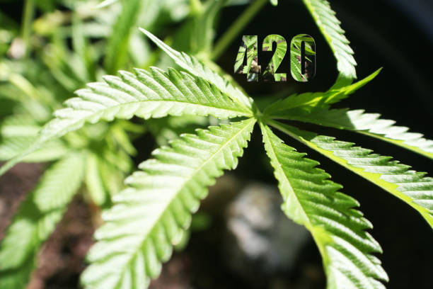 Simply Mary 2025 Overview – Federally legal THCa Rosin and Resin collections