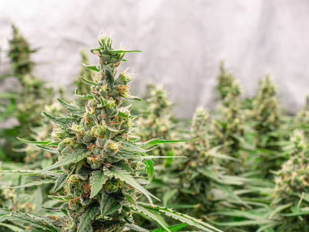 Close‑up of Simply Mary THCa flower buds, solventless rosin jars, hemp gummies, and boutique cannabis accessories